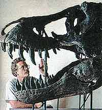 Челюсть, усеянная зубами двадцатисантиметровой длины, была грозным оружием. В 1992 году в Южной Дакоте (США) был обнаружен череп самца тираннозавра (ученые окрестили его «Стэн»).