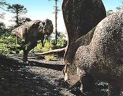 Тираннозавр подбегает к торозавру, силясь на него напасть. Его противник отнюдь не беззащитен. Даже грозному «тирексу» трудно справиться с рогами и массивным «панцирем», защищающим торозавра.