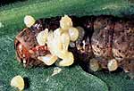 Личинки наездника эуплектруса на теле гусеницы