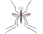 Комар — разносчик энцефалита