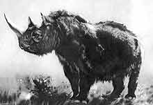 Наряду с мамонтами, пещерными медведями и львами современником древнего человека в последний ледниковый период был и заросший шерстью носорог - элмасатерий. По размерам он, пожалуй, достигал величины современного африканского носорога двурогого или черного. Но поскольку он жил в суровом климате, его тело было покрыто густой темно-коричневой и черной шерстью 