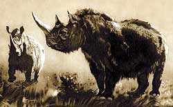 Вымершие шерстистые носороги