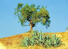 Оливковое дерево — символ Туниса — живет сотни лет и плодоносит до глубокой старости. Здесь никто не осмеливается их рубить